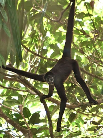A brown spider monkey seen in the Colombian park. 